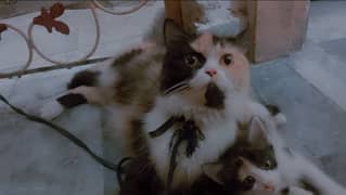The triple cord cat female healthy and playful Rs . 60000