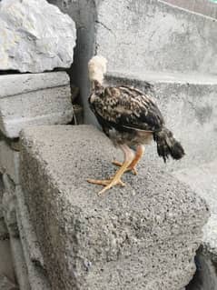 Aseel And Fancy Buff Chicks