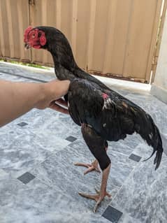 Thai