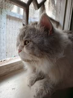 Persion Male Cat