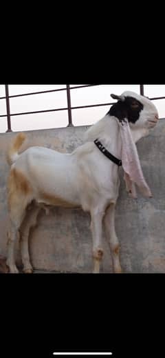 Bakra for sale