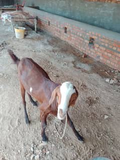 qurbani k Liye bakra