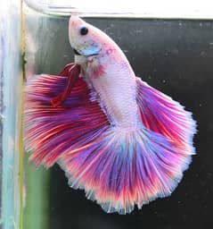 Betta