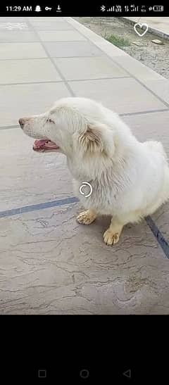 Russian