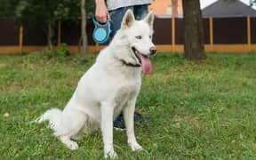 husky 2 female and 1 female pup