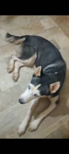 husky