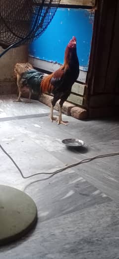 Aseal