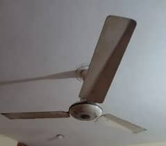 Royal Celling Fan