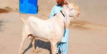 Rajanpuri Bakra Qurbani lagne wala For Sale Call,03134947622