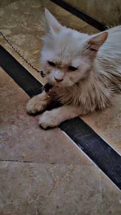 The cat is so pretty and cute