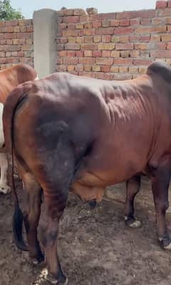 Cow Qurbani 2025 bachray 5 Mann meat me cheena Bachra bachri avai