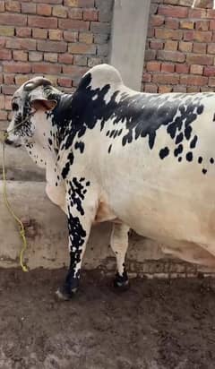 Cow