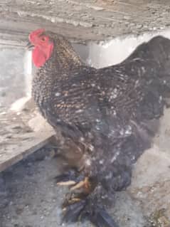 Coco Brahma Male