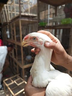 Aseel parrot beak