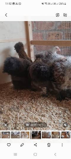 fancy hens for sale