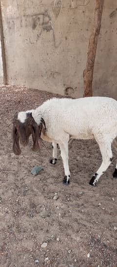 Qurbani ke liye Dumba He perfect