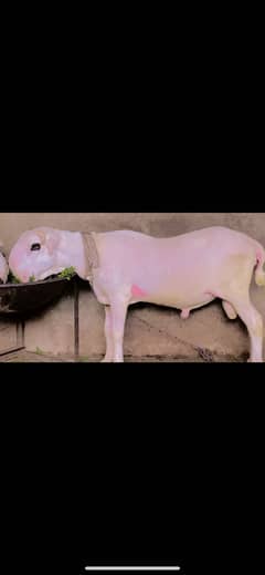 Mundra kajla have janwar