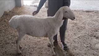 دمبا