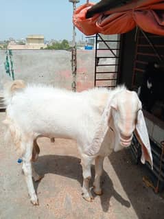 Rajan pori Bakra ha gulabi ma demand 2 lack