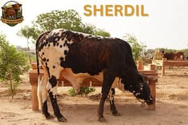 Qurbani Cow for Sale – Healthy & Ready for Eid 2025