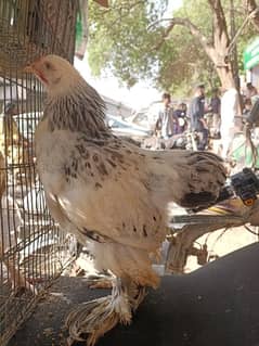 brahama 4 months old chick healthy and active