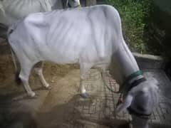 Bachiya cow gulshan e maymar final 210