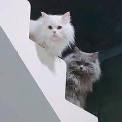 Persian cats