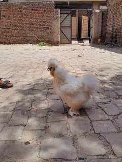 silkies hen