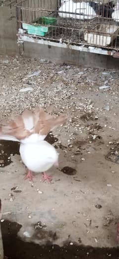 Red tail & black tail pair available for sale