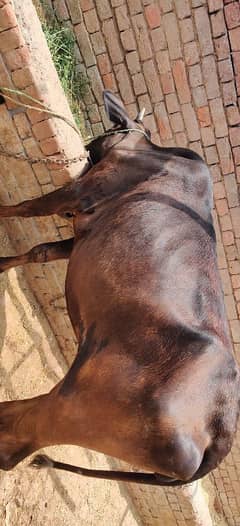 Qurbani