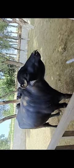 jota for sale nil nasal ka ha full black