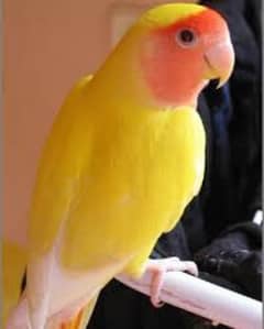 love birds. . . . . adult. . . healthy . . . 03331578068