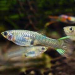 Guppy Urgent Sale