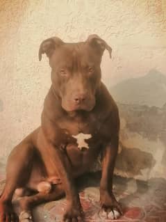 pitbul