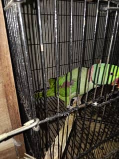 Raw breeder pair