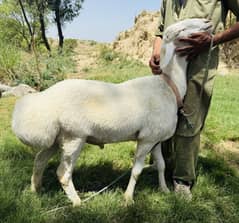 Dumba for sale