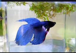 Betta
