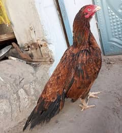 Mia wali pure breed