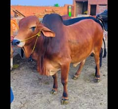 Bachra | Katta | Wacha | Cow | Qurbani k janwar | Bulls | بھنس | گائے