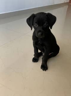 Lab female cross breed puppy up for urgent sale