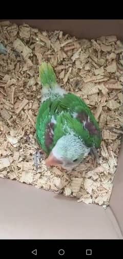 Alexendrine parrot chicks best for hand tame and talking purpose