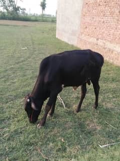 Bulls