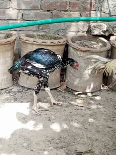 Thai aseel cross pathay pathiyan for sale
