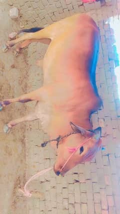 qurbani cow