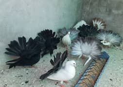 tail mark chicks are available