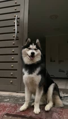 Male siberian husky
