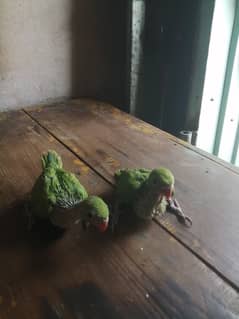 Green chiks price 1pc hai