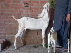 rajanpuri bakri