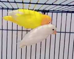 Love birds