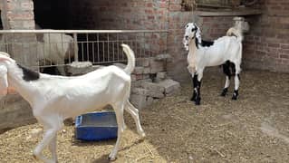 Bakray goat for qurbani bakra